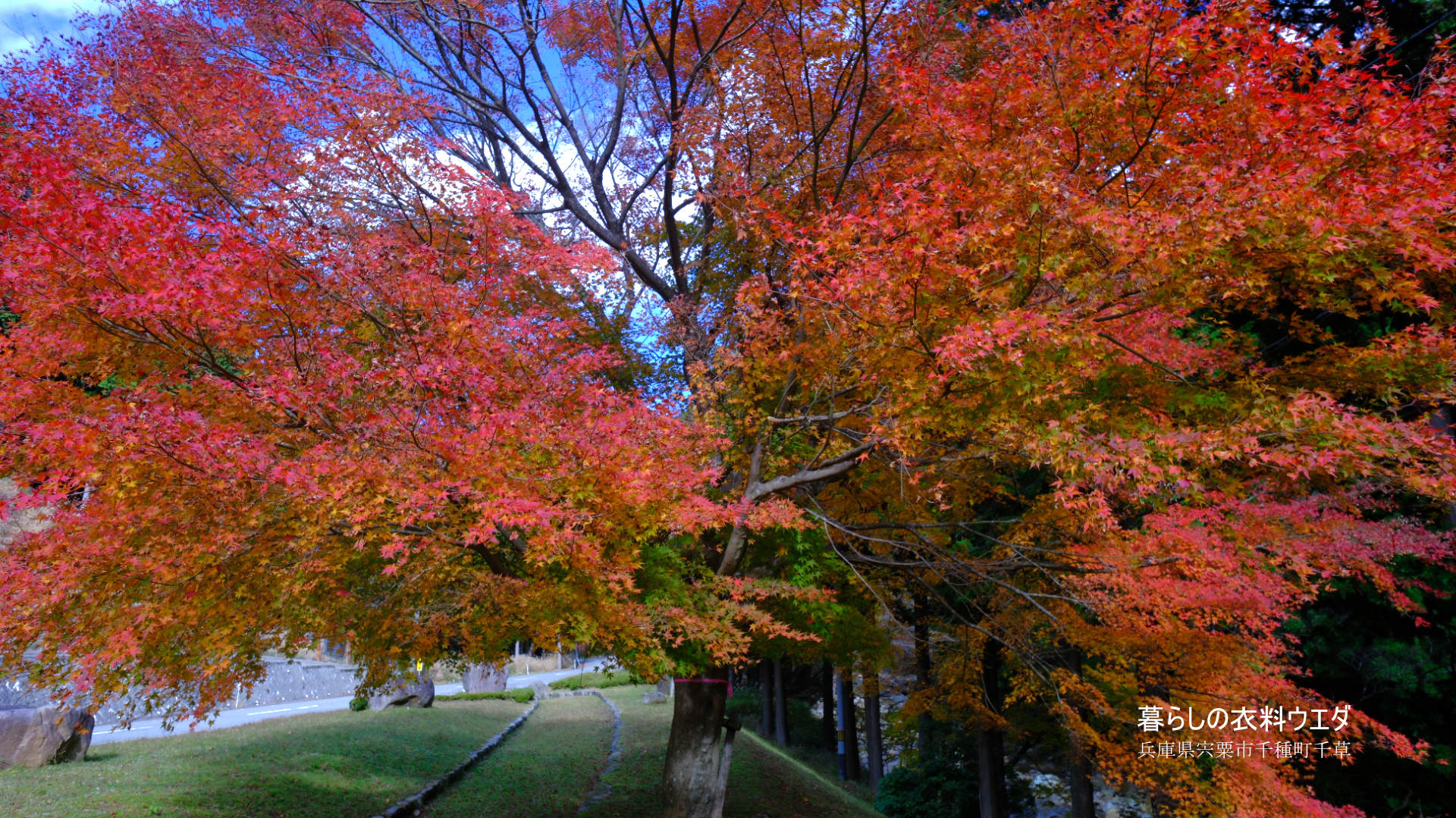 FUJIFILM 富士フイルム X-T5＆XF14mmF2.8 R　紅葉の作例　ベルビア