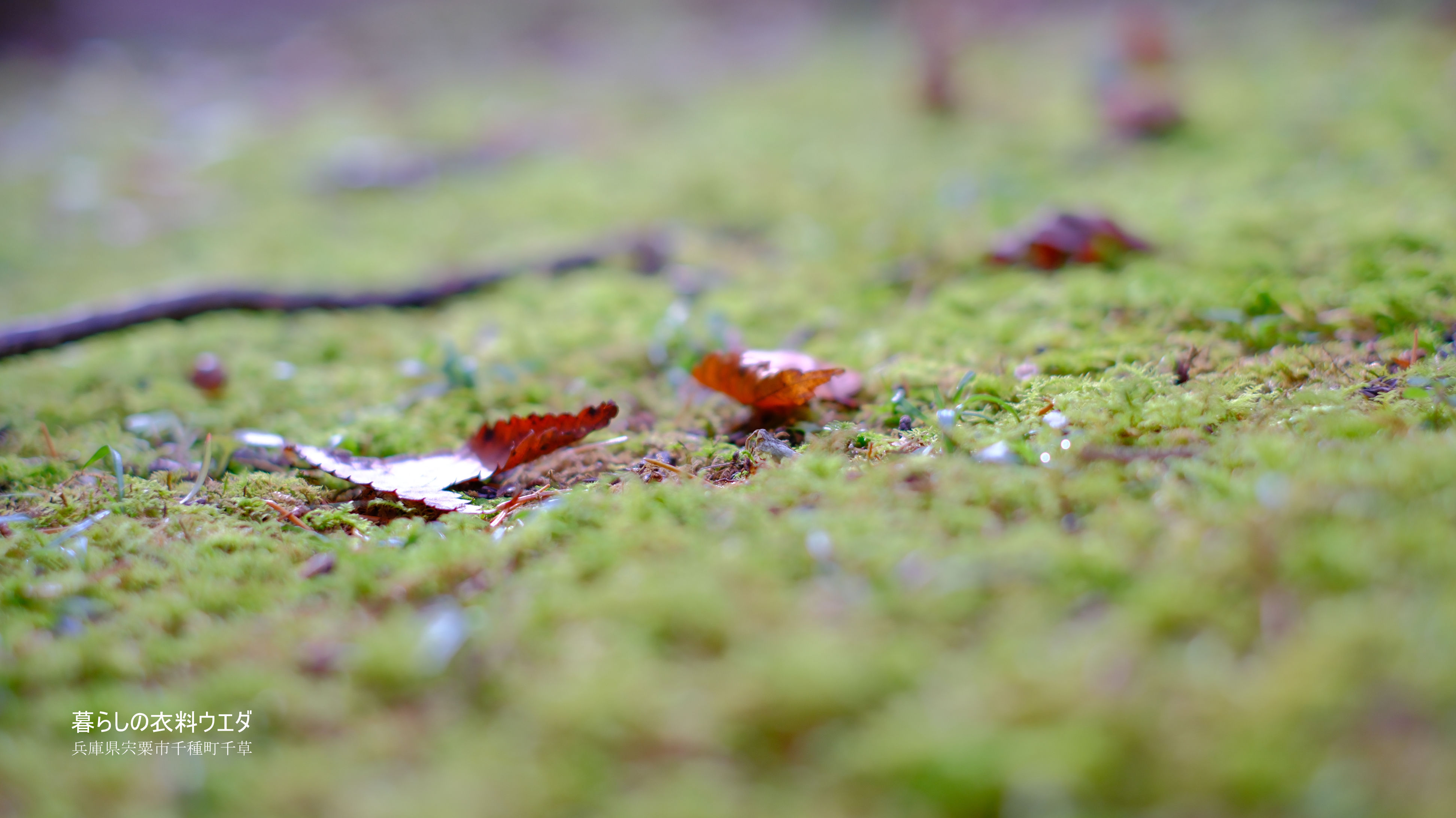 X-T5&XF35mmF1.4Rベルビア作例 鍋が森神社 ボケ