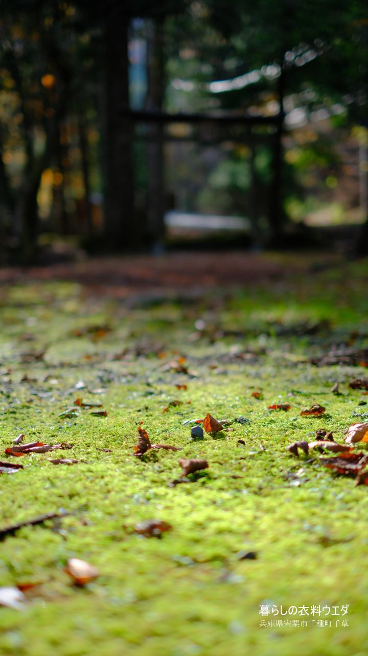 X-T5&XF35mmF1.4Rベルビア作例 鍋が森神社 ボケ2