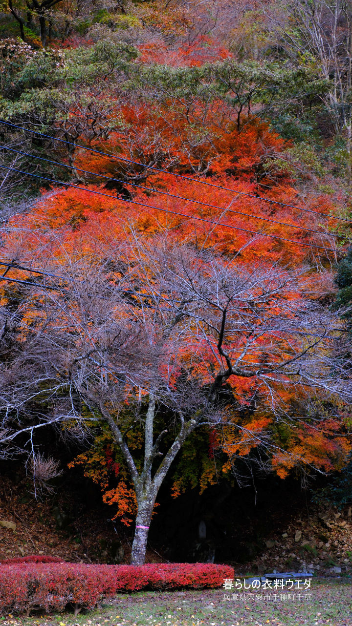 FUJIFILM【富士フイルム】X-T5・XF35mm F1.4 R・XF14mmF2.8 R・ベルビア 作例「いろんな紅葉」　お地蔵さん