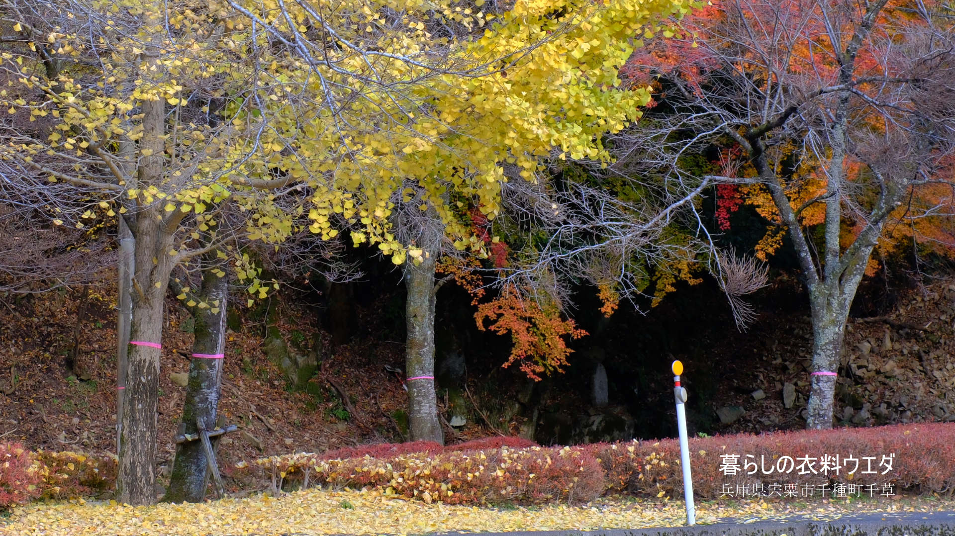 FUJIFILM【富士フイルム】X-T5・XF35mm F1.4 R・XF14mmF2.8 R・ベルビア 作例「いろんな紅葉」　お地蔵さん