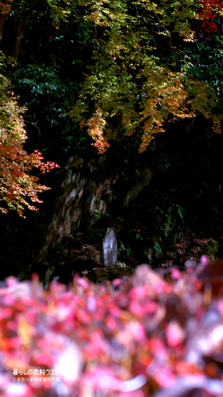 FUJIFILM【富士フイルム】X-T5・XF35mm F1.4 R・XF14mmF2.8 R・ベルビア 作例「いろんな紅葉」　五色