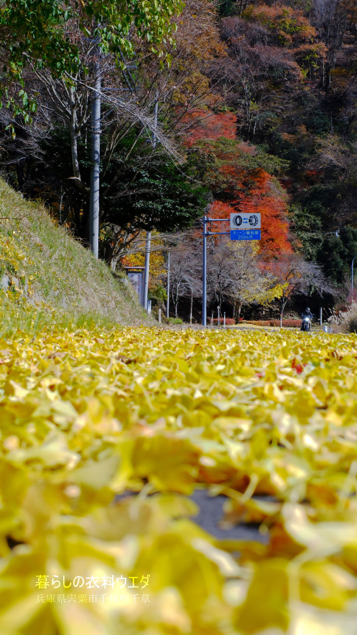 FUJIFILM【富士フイルム】X-T5・XF35mm F1.4 R・XF14mmF2.8 R・ベルビア 作例「いろんな紅葉」　バイク