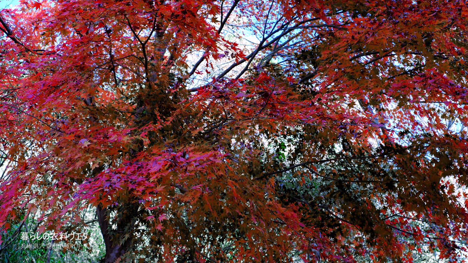 FUJIFILM【富士フイルム】X-T5・XF35mm F1.4 R・XF14mmF2.8 R・ベルビア 作例「いろんな紅葉」　爆発