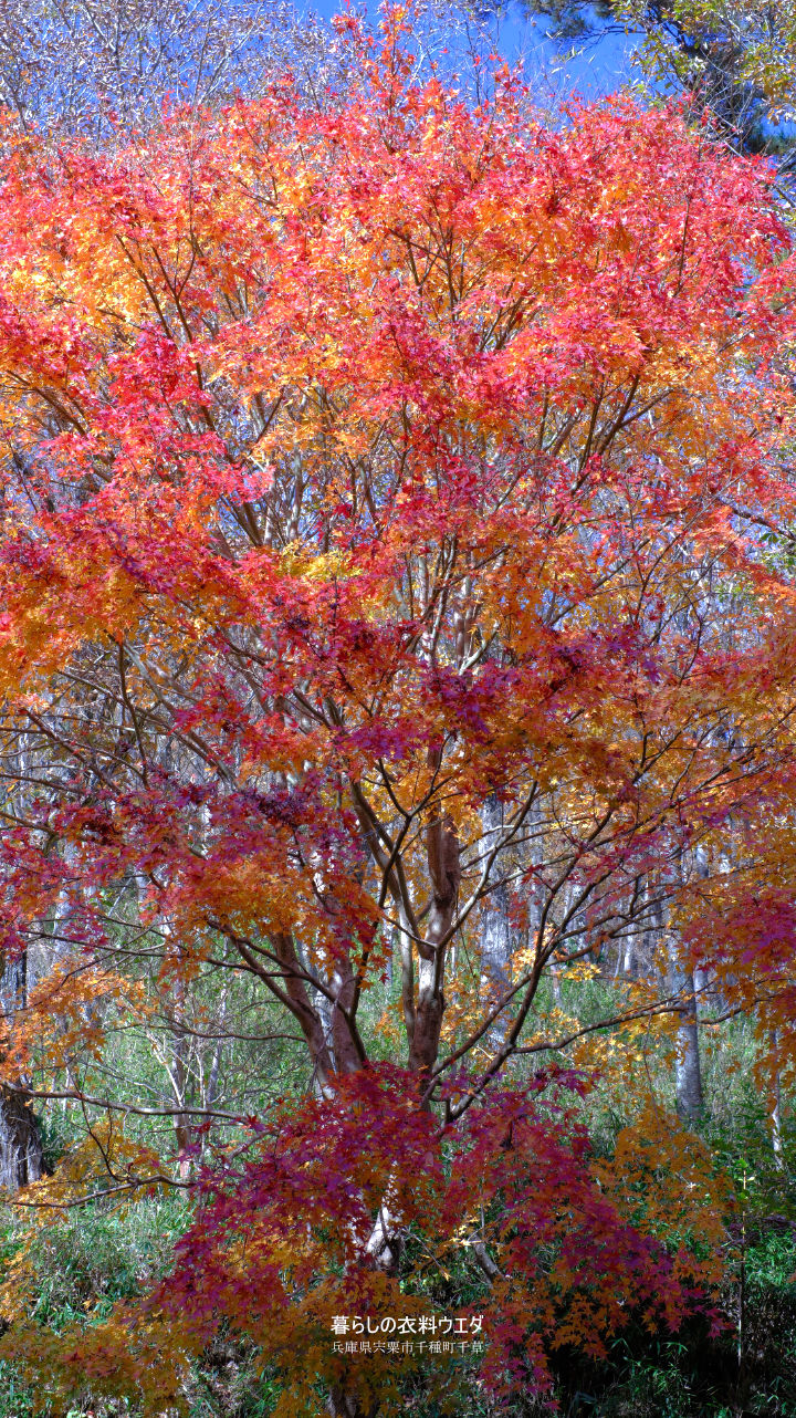 FUJIFILM【富士フイルム】X-T5・XF35mm F1.4 R・XF14mmF2.8 R・ベルビア 作例「いろんな紅葉」　miss