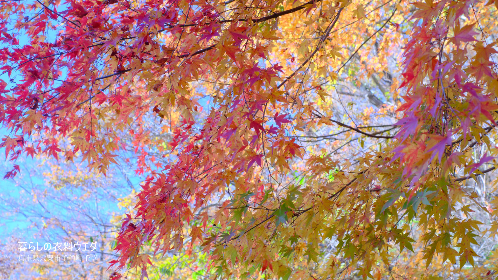 FUJIFILM【富士フイルム】X-T5・XF35mm F1.4 R・XF14mmF2.8 R・ベルビア 作例「いろんな紅葉」　いつものエアリー