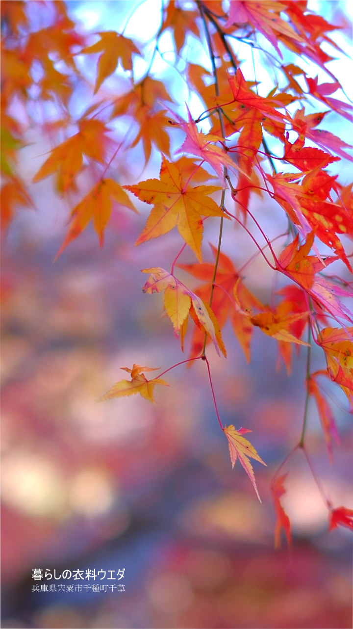 FUJIFILM【富士フイルム】X-T5・XF35mm F1.4 R・XF14mmF2.8 R・ベルビア 作例「いろんな紅葉」　クリーム色