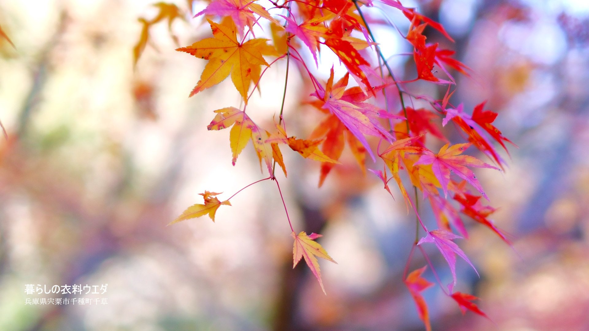 FUJIFILM【富士フイルム】X-T5・XF35mm F1.4 R・XF14mmF2.8 R・ベルビア 作例「いろんな紅葉」　クリーム色